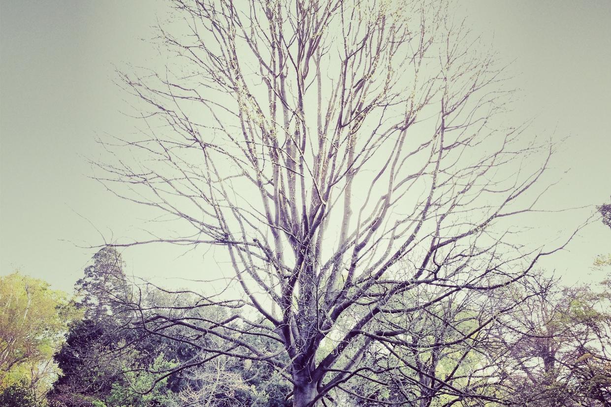 Perferendis consequatur quidem beatae